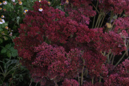 Sedum  'Herbstfreude' Hemelsleutel bestellen